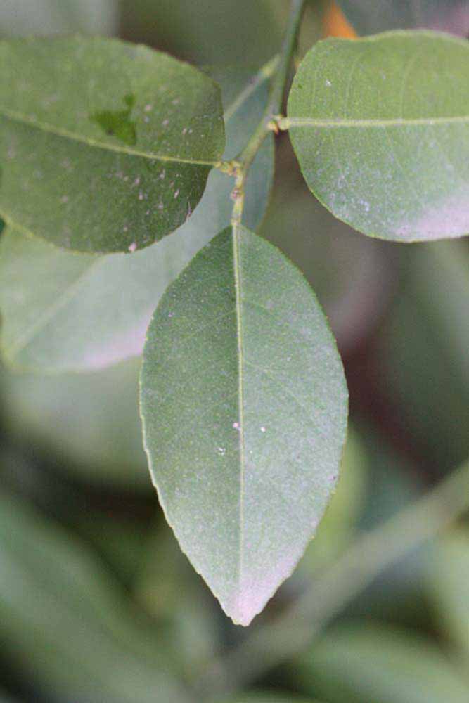            Unifoliolate leaf (Schaub, Riverside, CA)   
